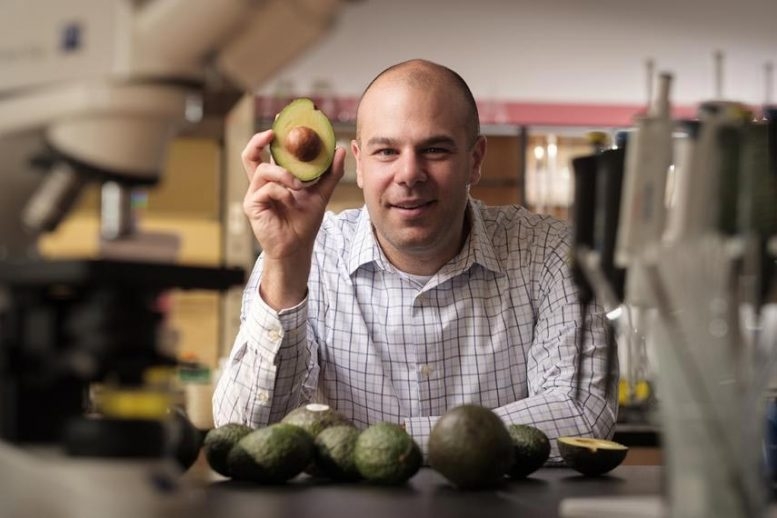 Avocado Discovery May Point to Better Leukemia Treatment