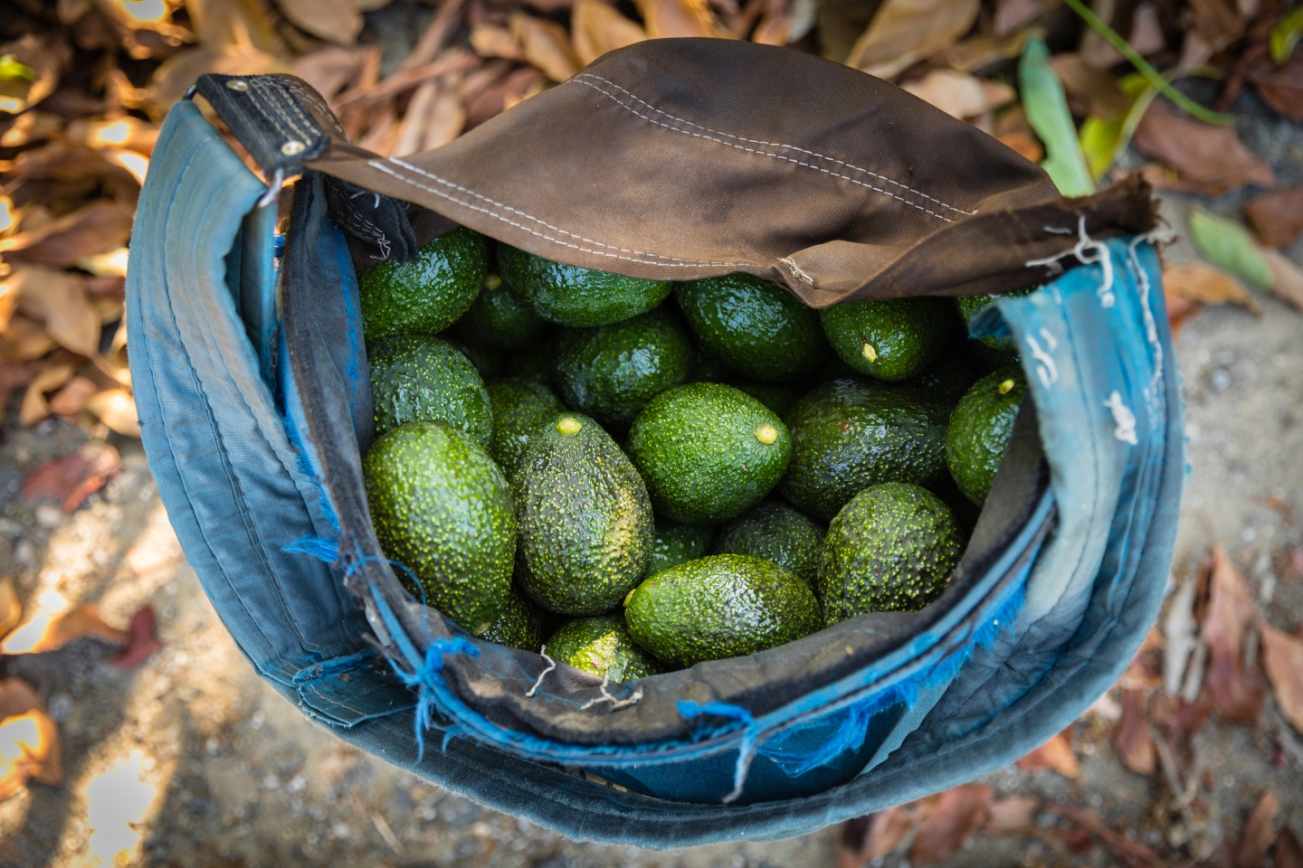Exports of avocados and blueberries from California to China allowed