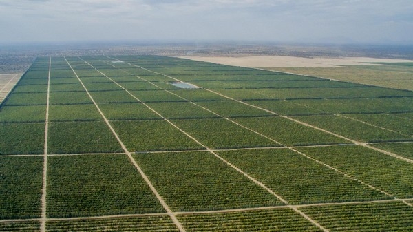 European market should see plenty of avocado supplies from Peru this summer