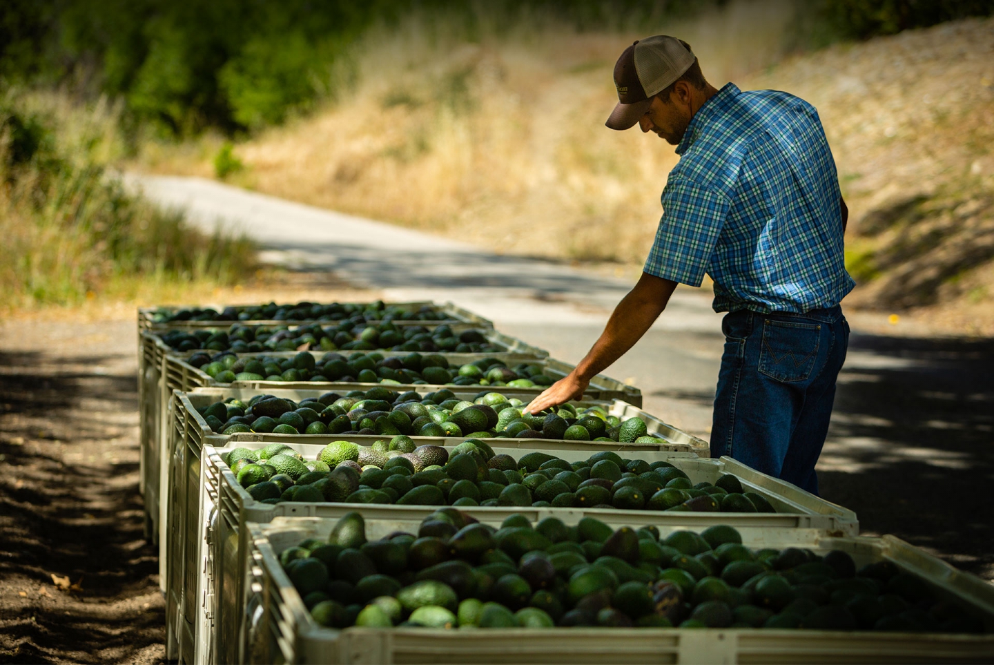 U.S. On Track to Consume More Avocados in 2020