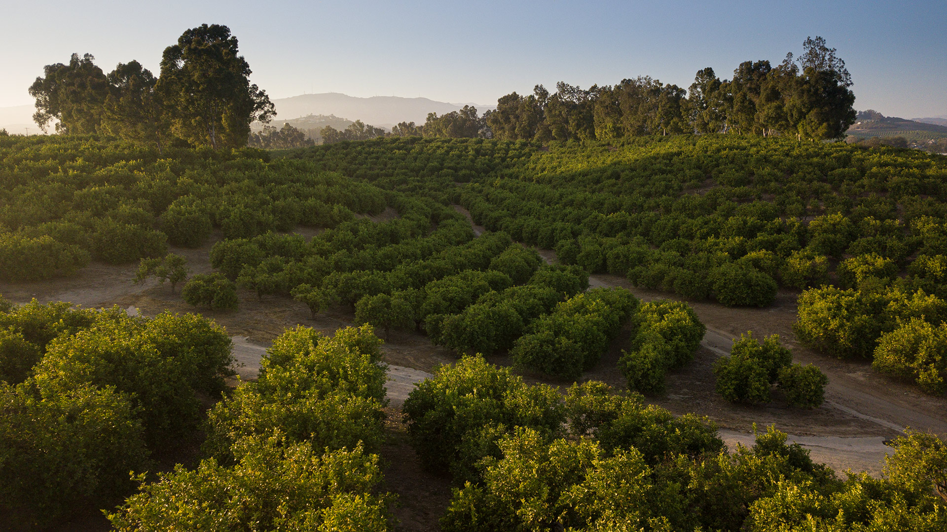 Aerial View Avocado Ranch