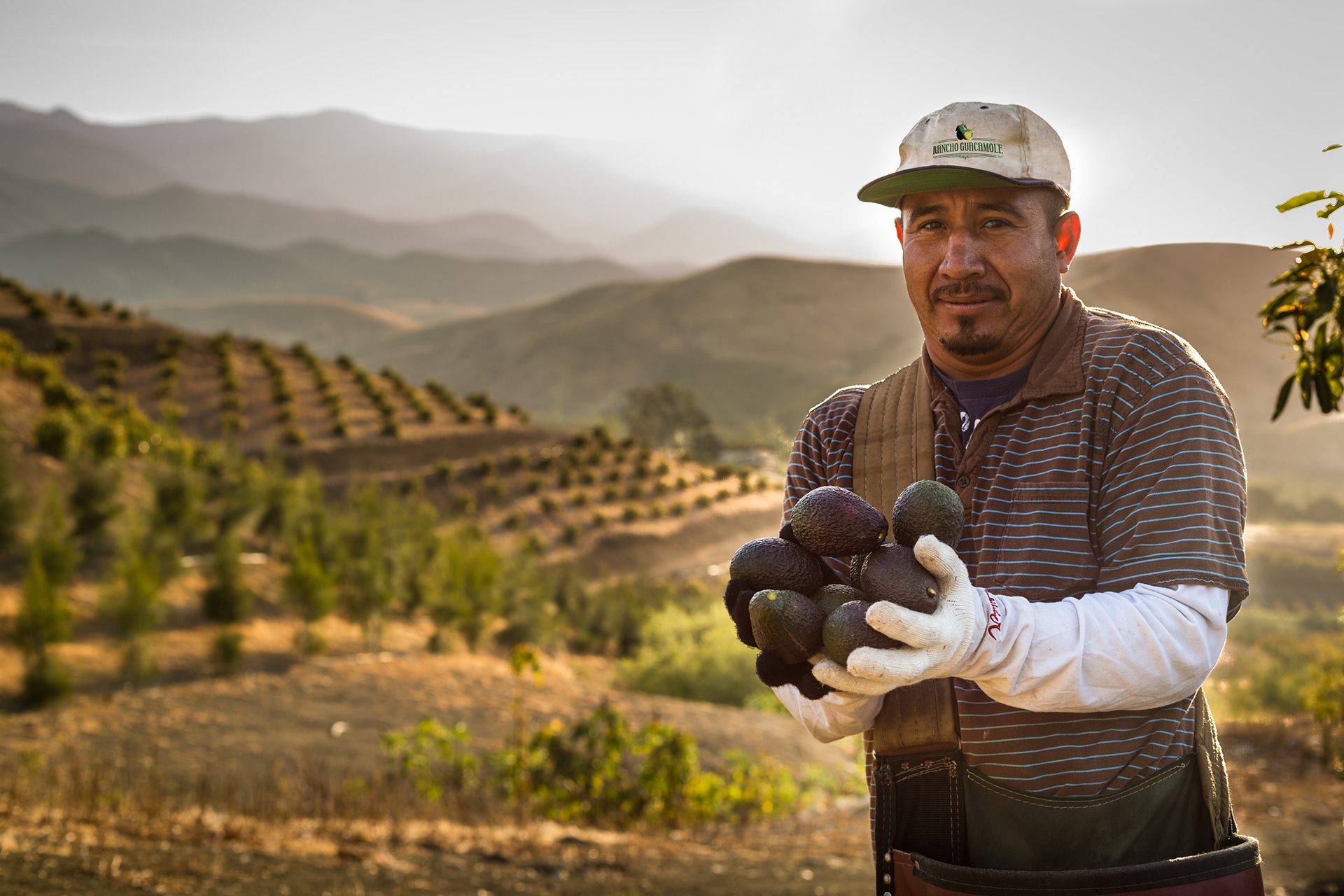 Holding Avocados at the Farm