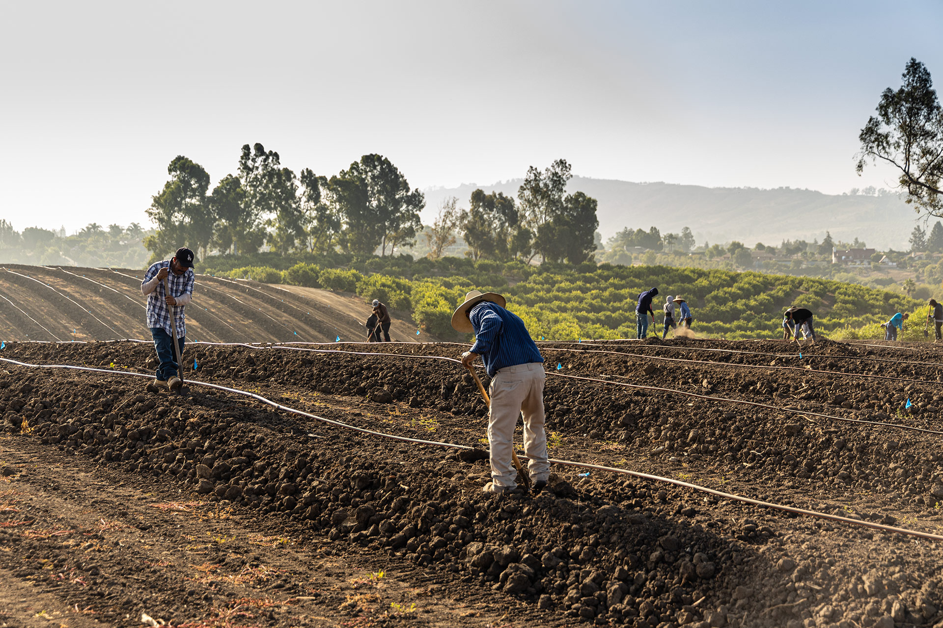 Rancho Limonada Workers