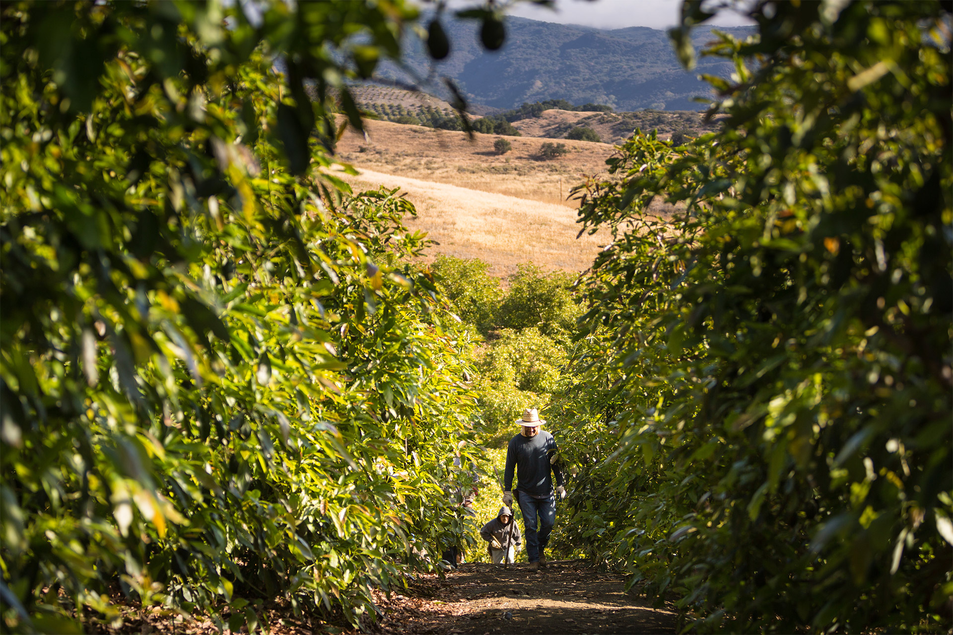 Man in among avocado trees