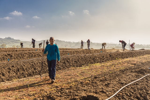 Rancho Limonada  Planting
