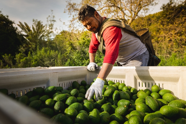 Picking Avocados from Bins
