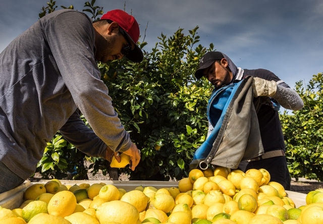 Lemon Selection