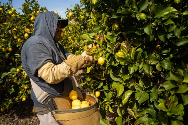 Selection of lemons from trees