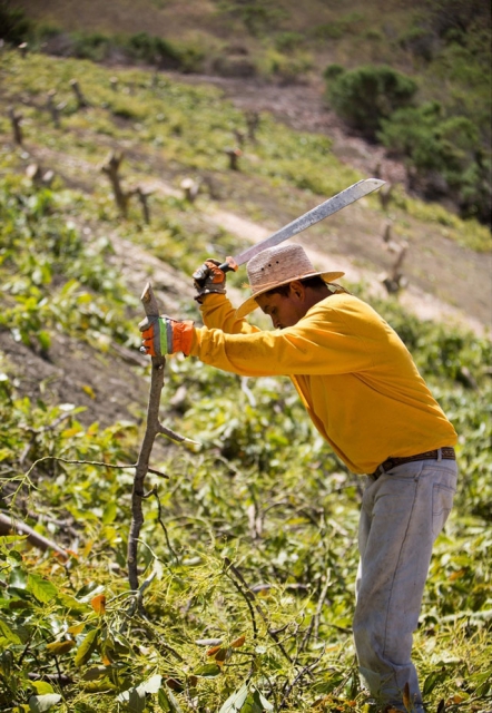 Chopping old avocado trees