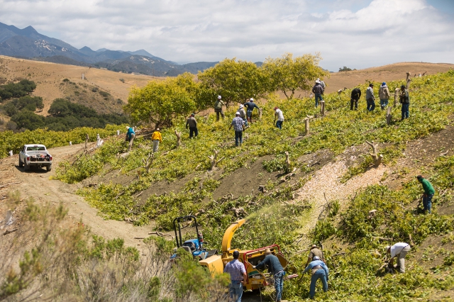 Chopping old avocado trees with Workers
