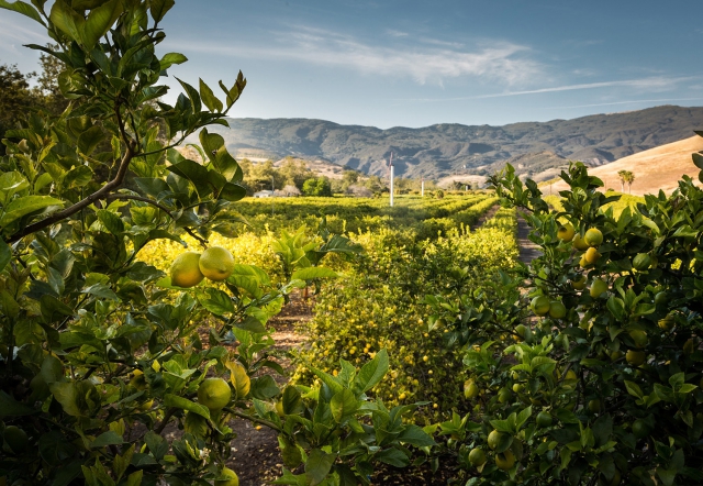Lemon Trees