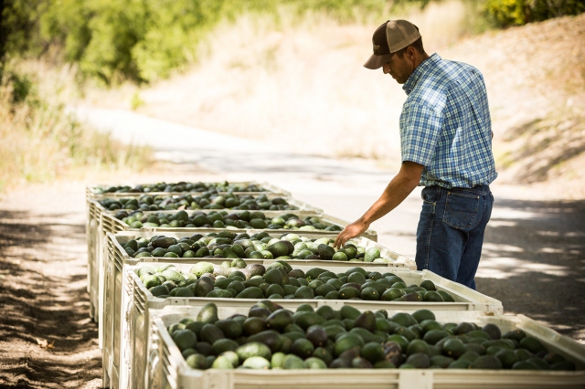 Avocados Selection