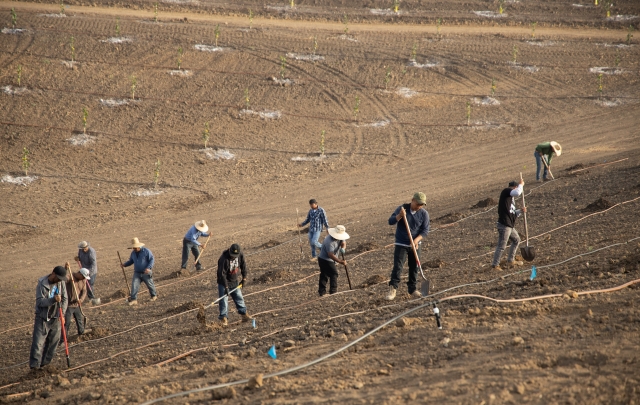 Rancho Limonada  Planting
