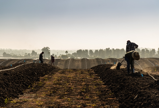 Rancho Limonada  Planting