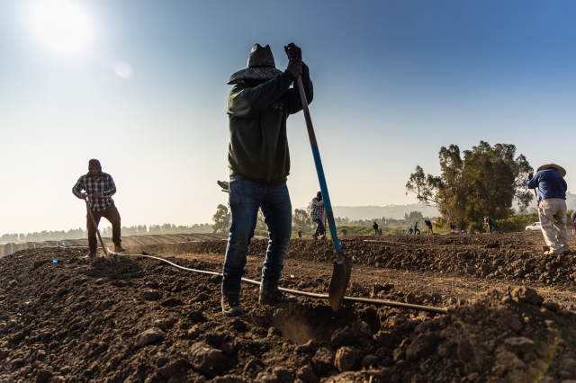 Rancho Limonada  Planting