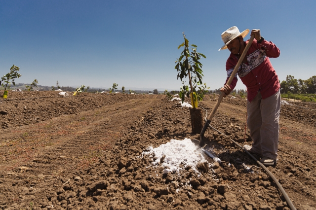 Rancho Limonada  Planting