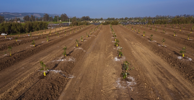 Working on new avocado trees