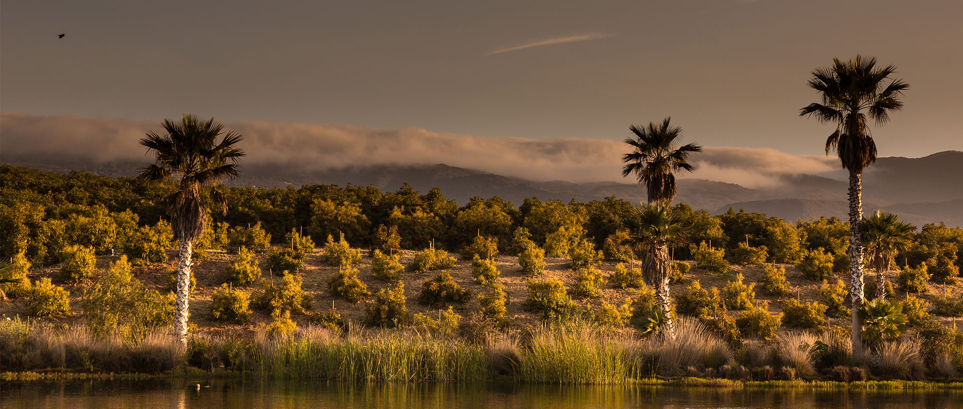 Pond at El Refugio