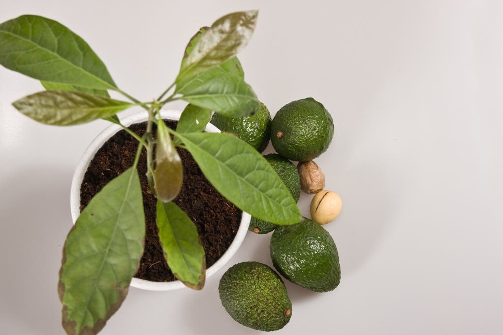 How to care for avocado plants: propagating, watering and where to position them