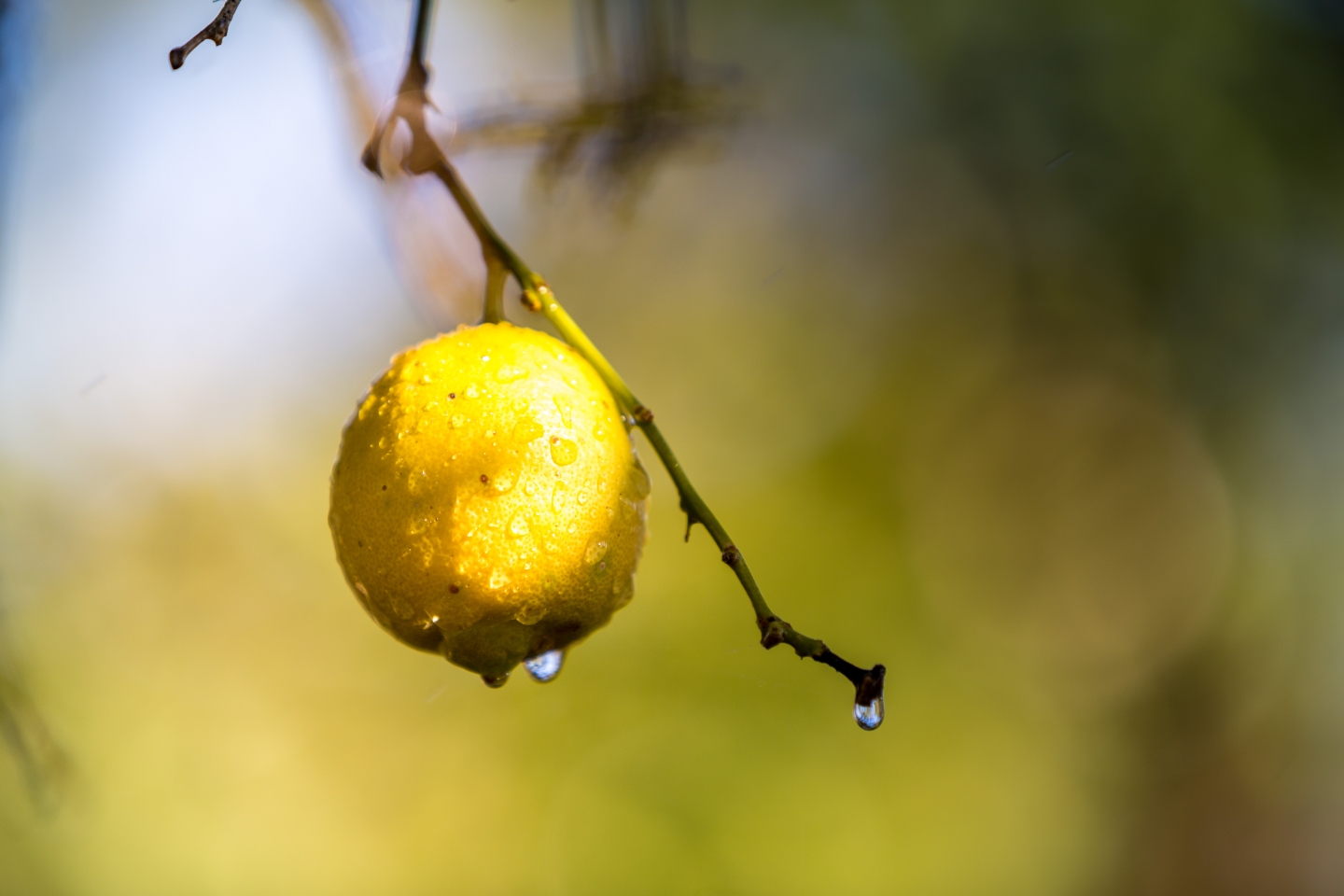 Cleaning with lemon juice – 13 things you can clean with lemon