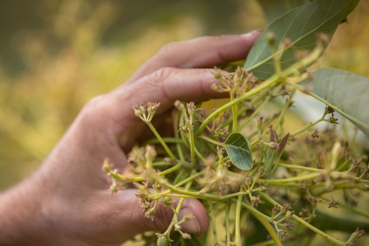 Avocado tree wait times smashed thanks to world-first rootstock trial