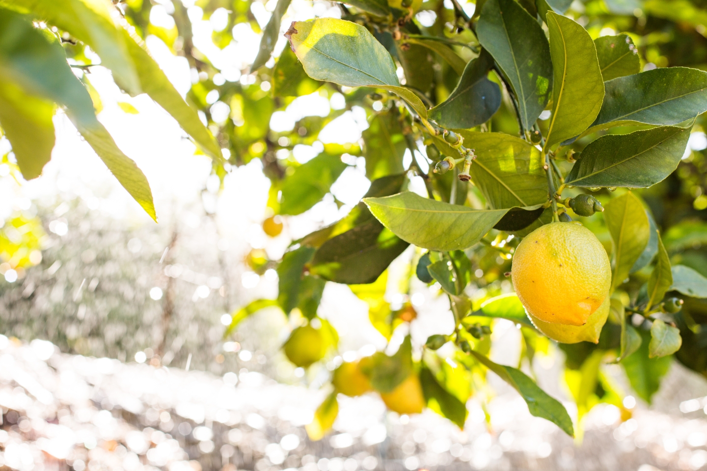 What are the benefits of lemon water