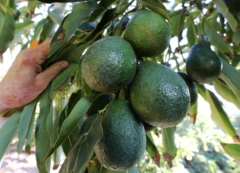 What to do to help a sad avocado tree