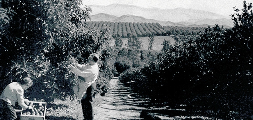 THE HISTORY OF CALIFORNIA AVOCADOS