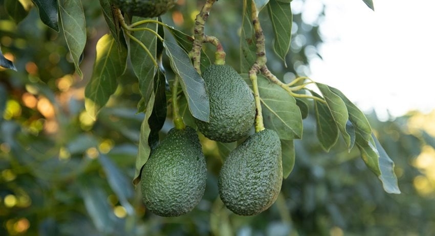Is Avocado Part of a Healthy Diet for Gout?