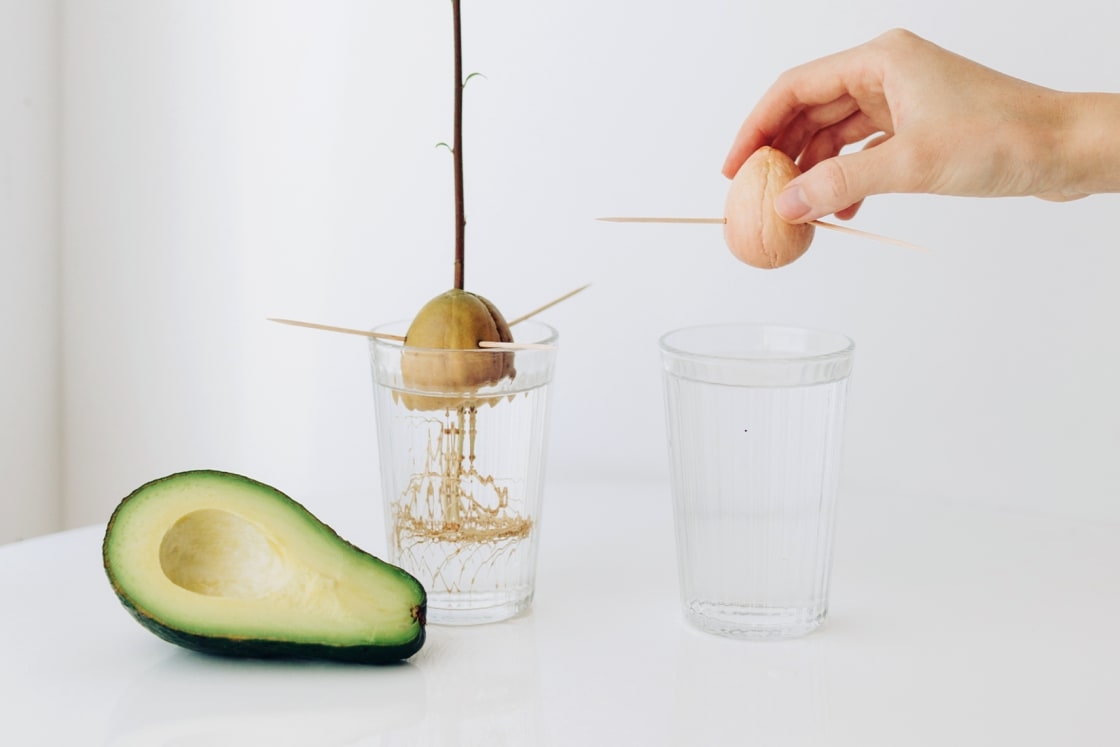 How To Grow Your Own Avocado Tree (And Give It A Chance At Bearing Fruit)