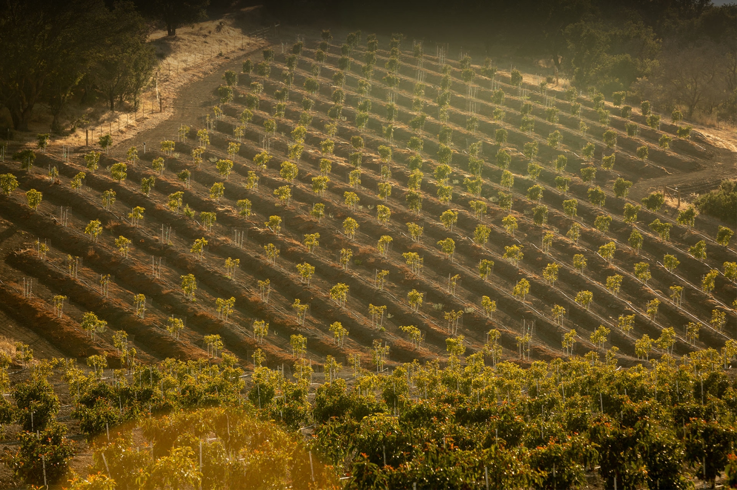 Mission Produce, Inc. establishes South African operations in partnership with ZZ2